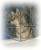 Coyote, Prairie Dog in reticle